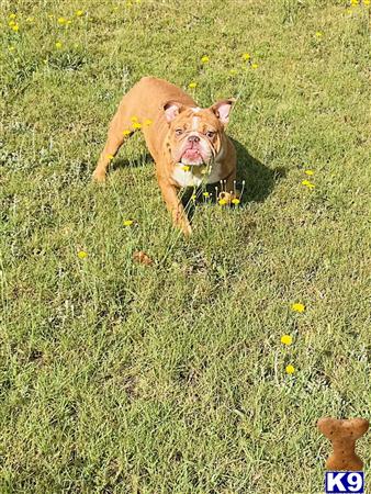 English Bulldog dog